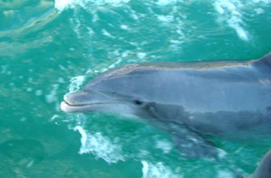 Dolphin Photo